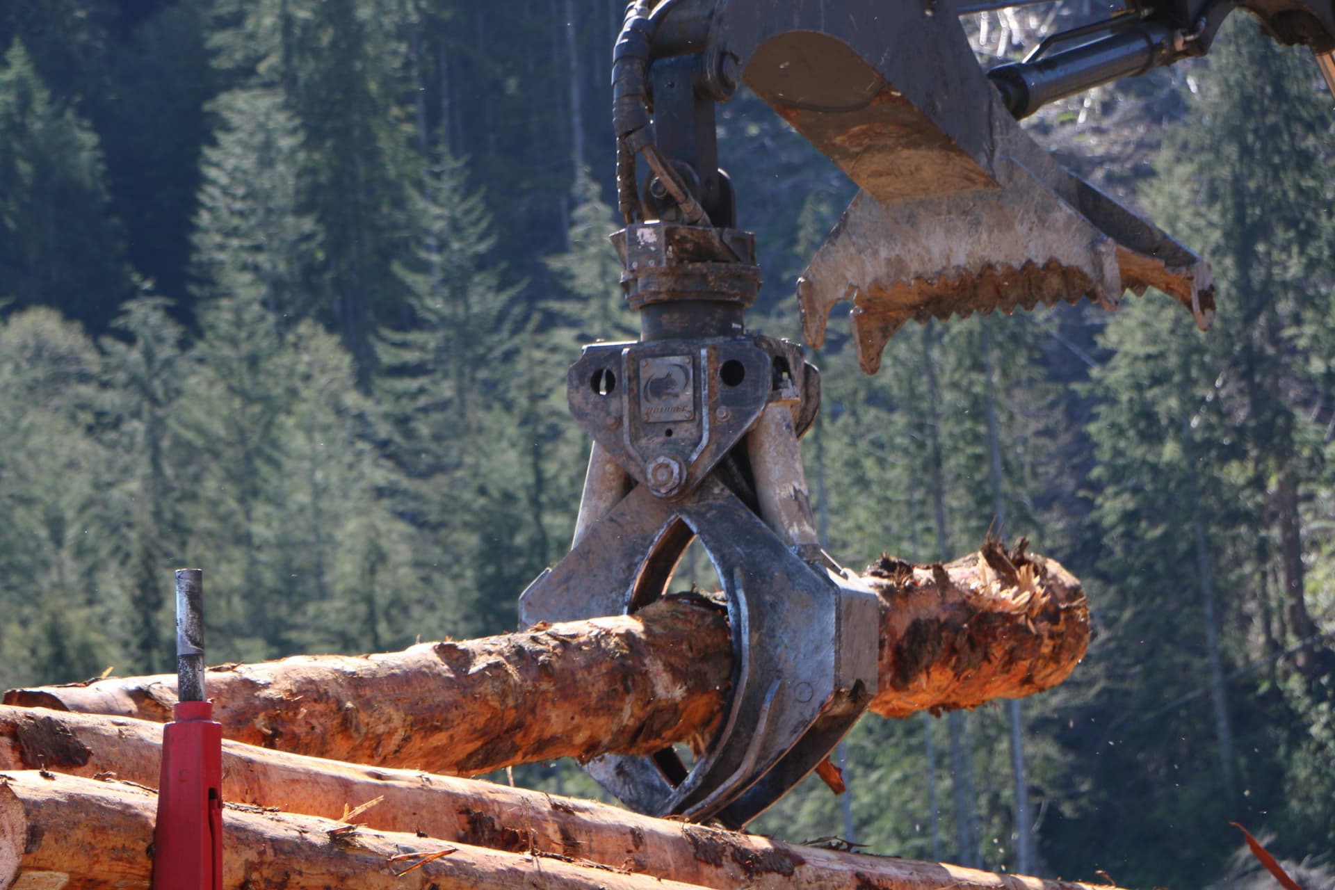 Rotobec log grapple gripping timber in an actual forestry setting. Reference equipment photograph.